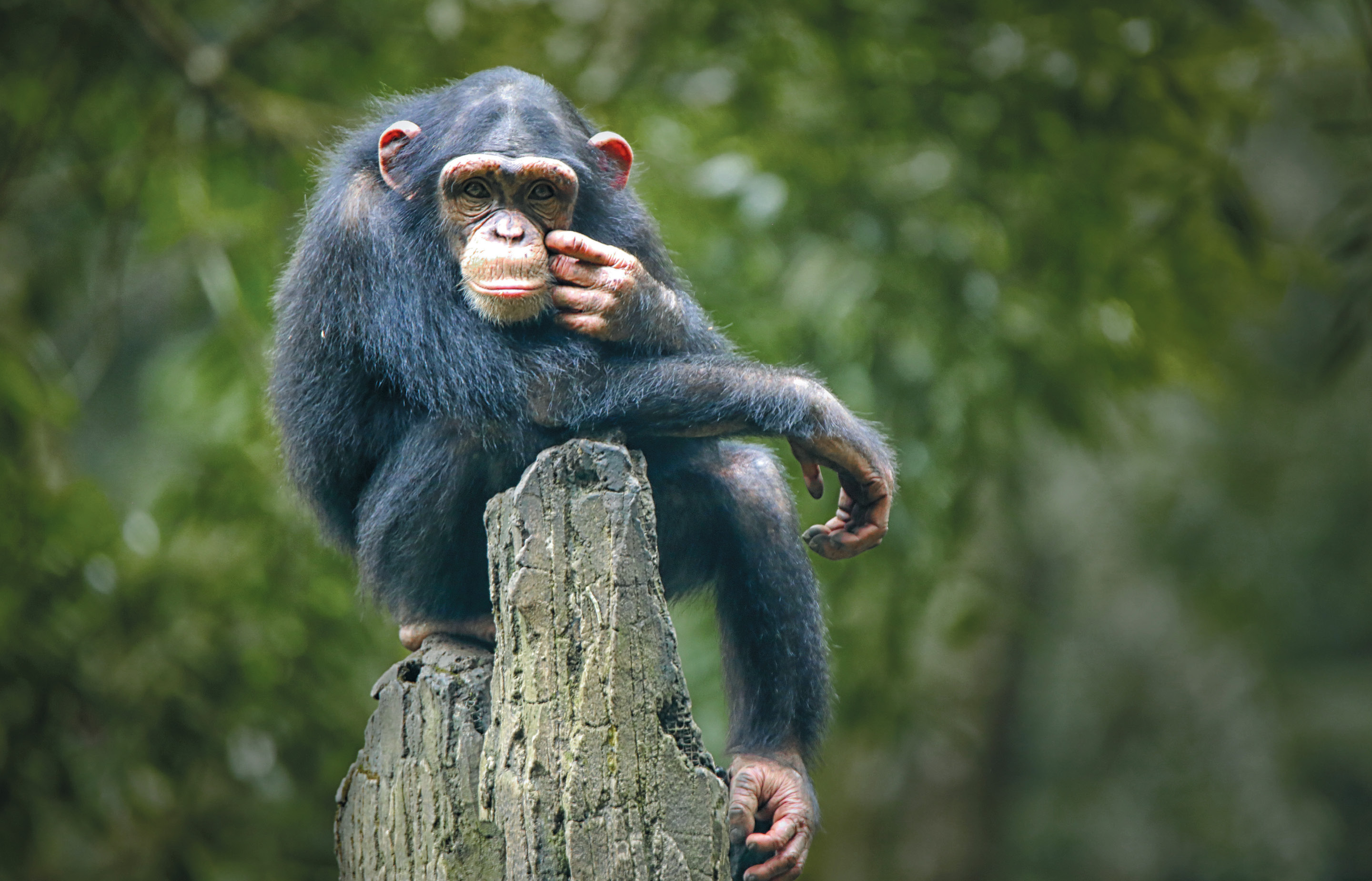 Monkey posing on a log